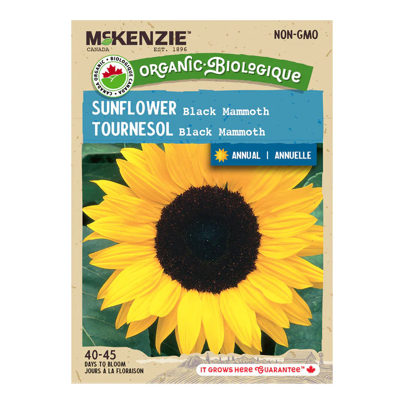 ORGANIC FLOWER SEEDS: SUNFLOWER - BLACK MAMMOTH