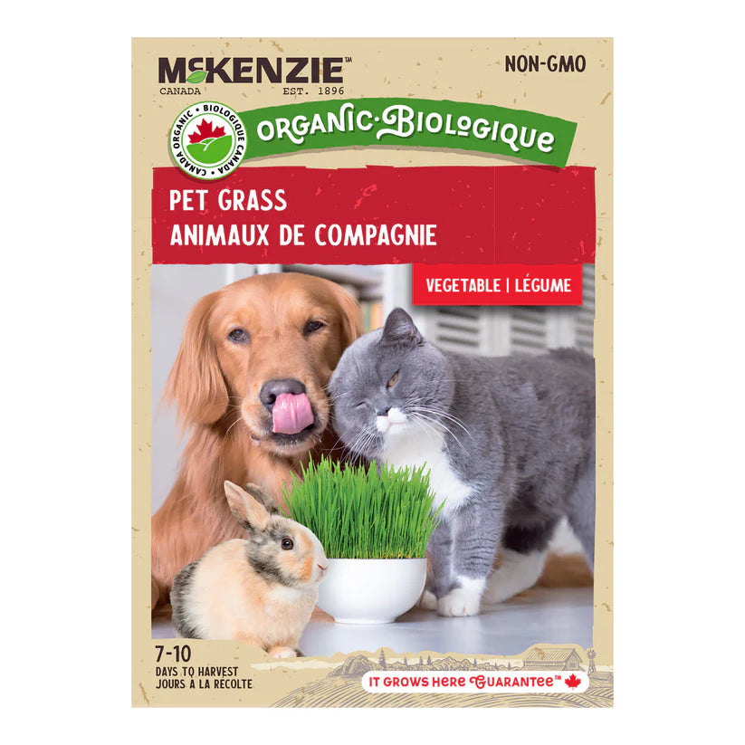 ORGANIC HERB SEEDS: CAT GRASS