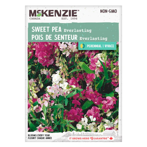 FLOWER SEEDS: SWEET PEA - EVERLASTING