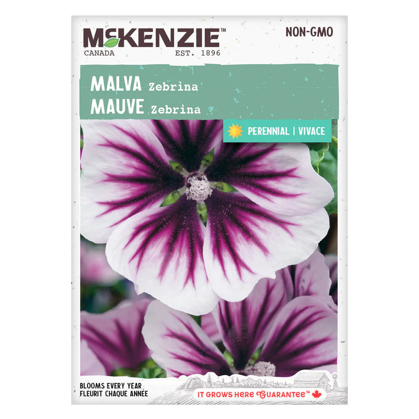 FLOWER SEEDS: MALLOW - ZEBRINA