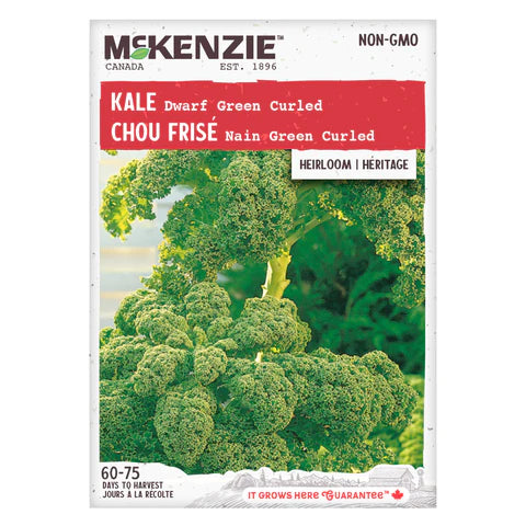 VEGETABLE SEEDS: KALE - DWARF GREEN CURLED