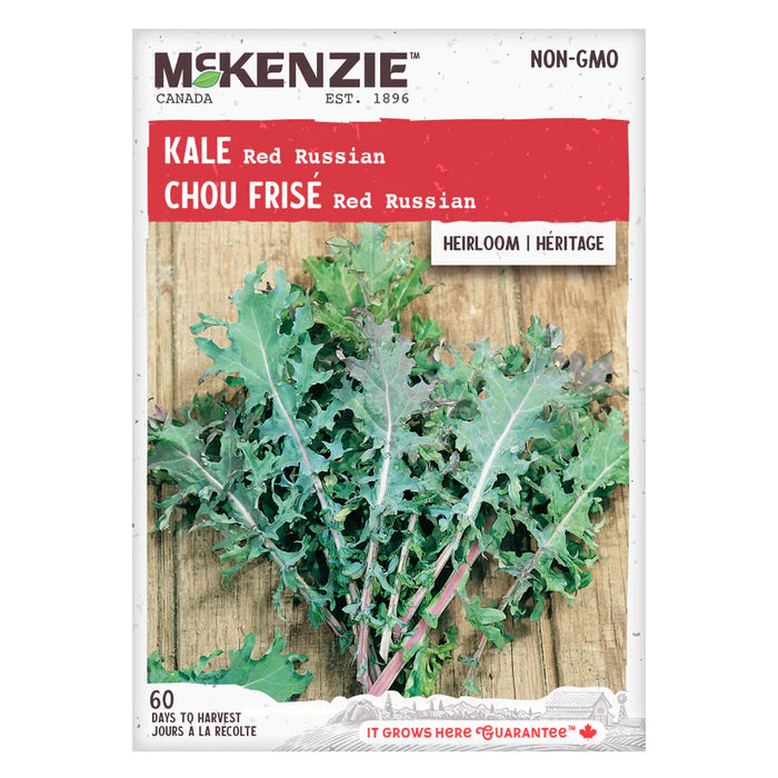 SEMENCES DE LEGUMES: CHOU FRISÉ - RED RUSSIAN