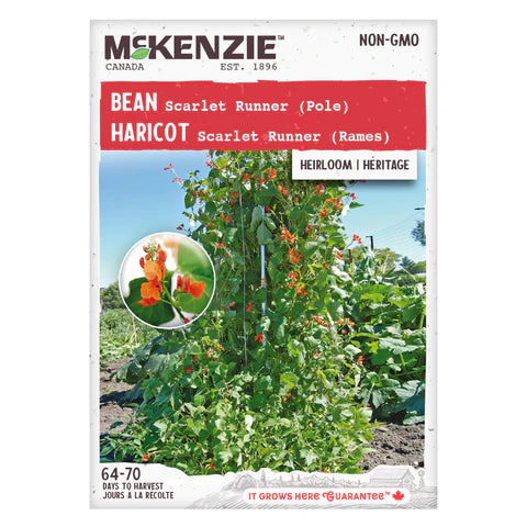 VEGETABLE SEEDS: BEAN - SCARLET RUNNER (POLE)