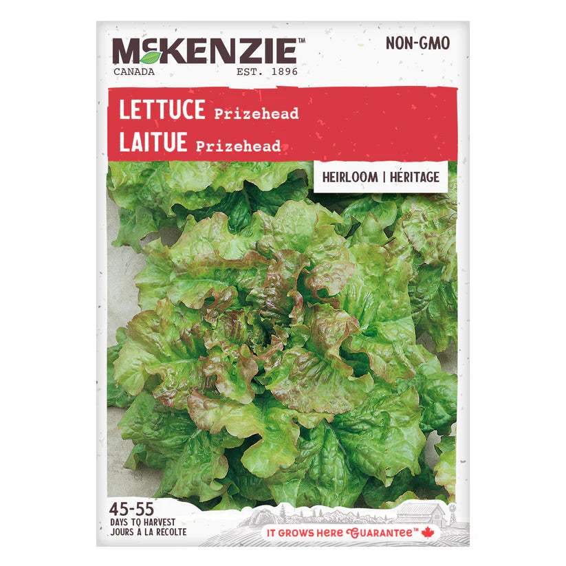 VEGETABLE SEEDS: LETTUCE - PRIZEHEAD