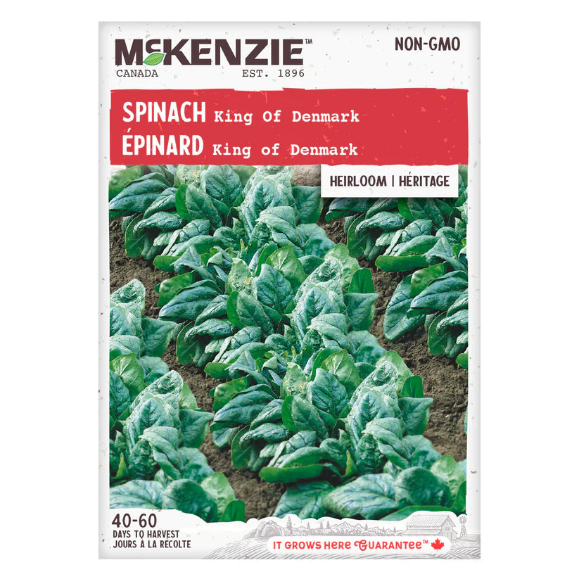 VEGETABLE SEEDS: SPINACH - KING OF DENMARK