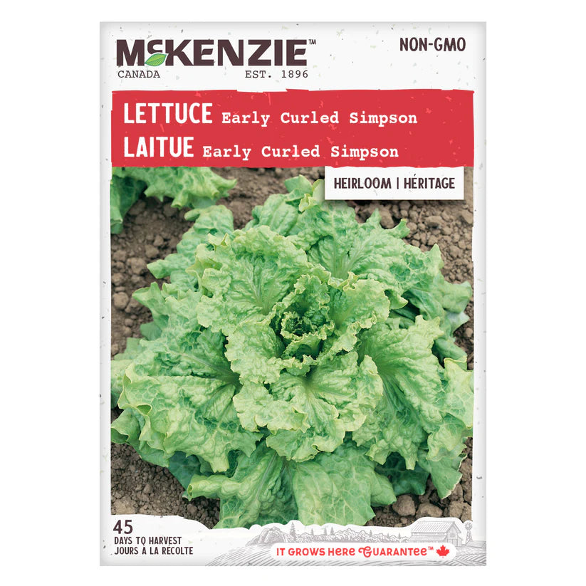 VEGETABLE SEEDS: LETTUCE - EARLY CURLED SIMPSON
