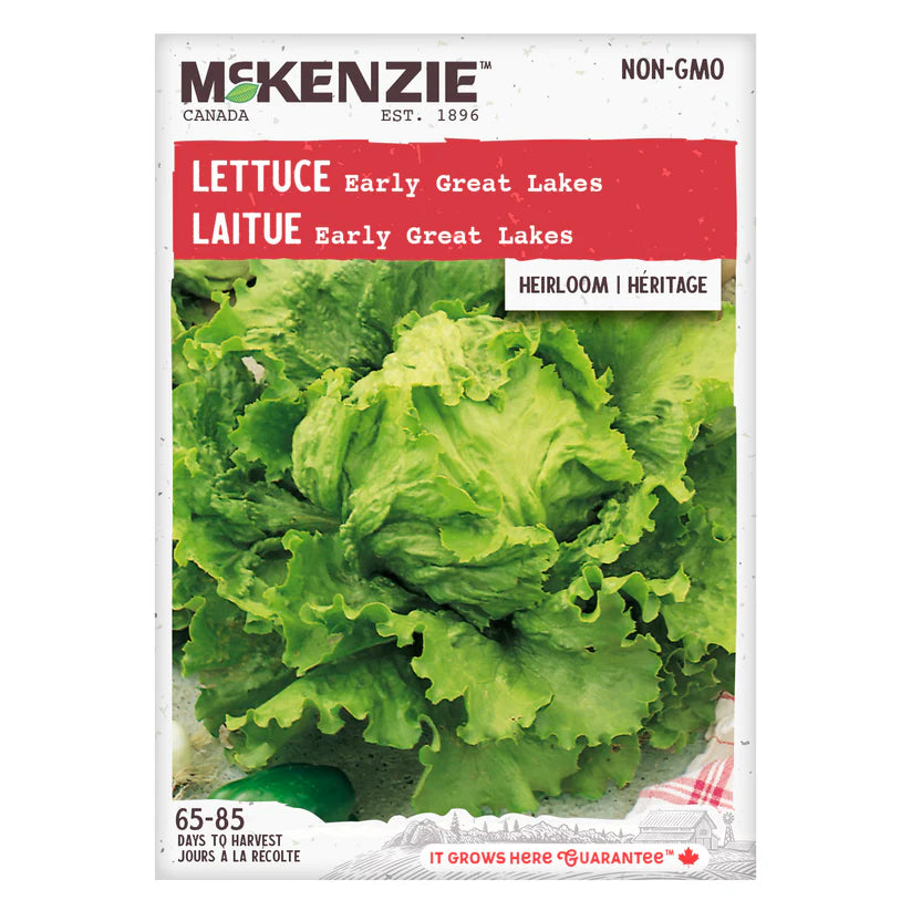 VEGETABLE SEEDS: LETTUCE - EARLY GREAT LAKES