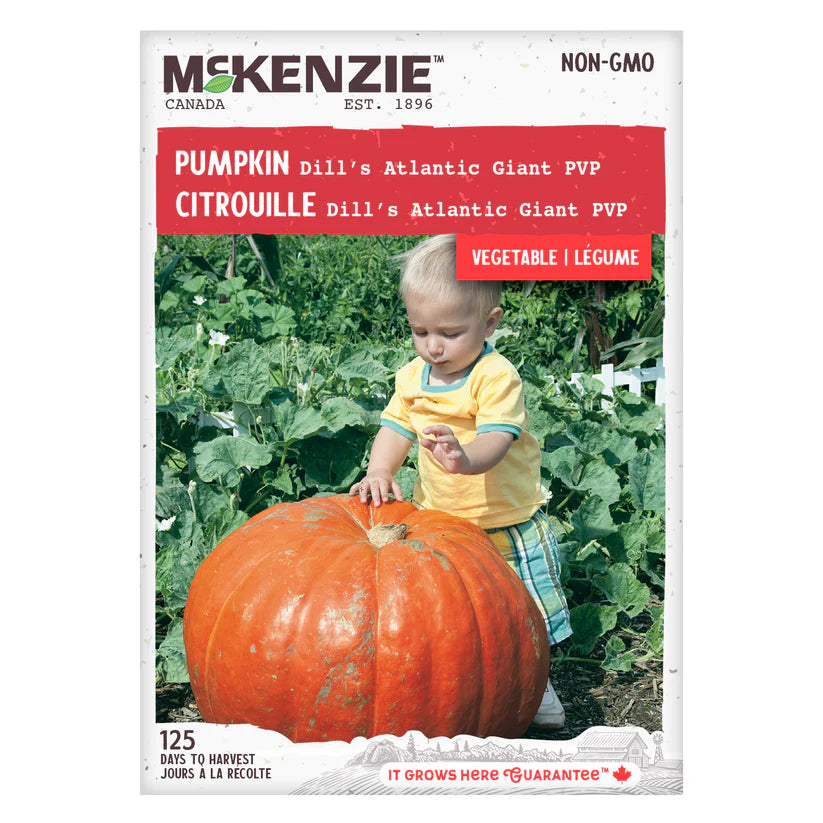 FRUIT SEEDS: PUMPKIN - DILL’S ATLANTIC GIANT