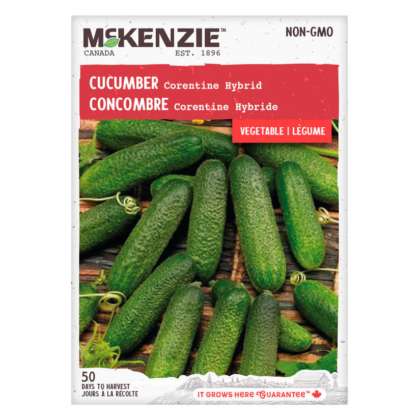 VEGETABLE SEEDS: CUCUMBER - CORENTINE