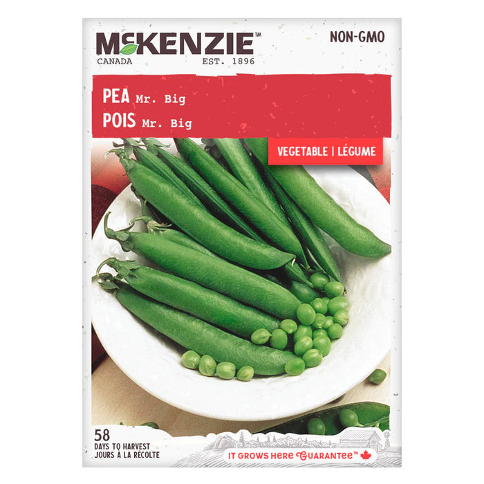 SEMENCES DE LEGUMES: POIS - MR BIG
