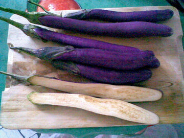 AUBERGINES ITALIENNES