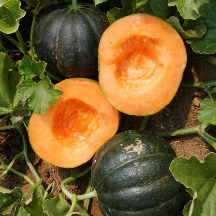 SEMENCES BIOLOGIQUES: MELON NOIR DES CARMES
