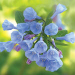 MARTENSIA VIRGINICA