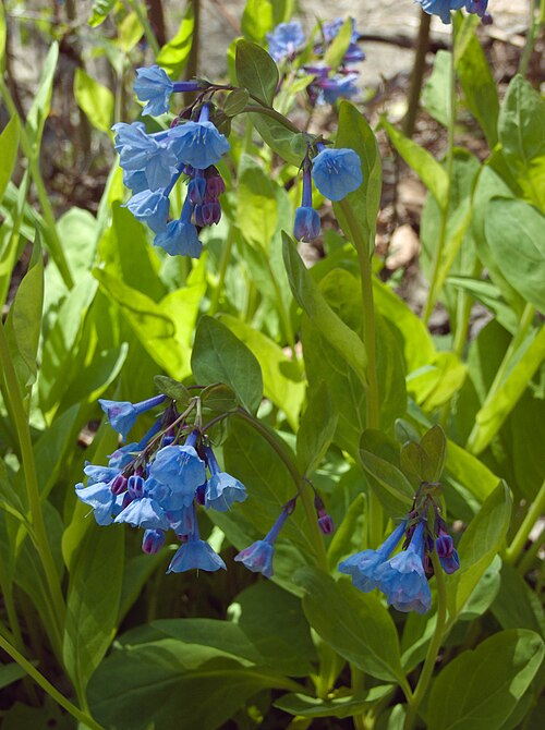 MARTENSIA VIRGINICA