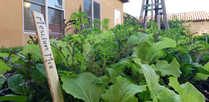 MIXED LETTUCES