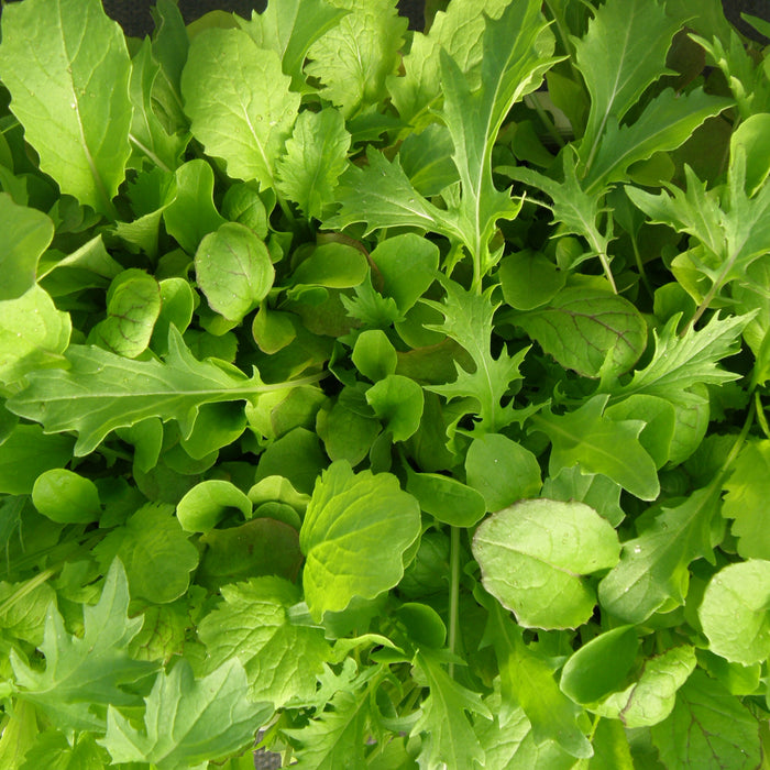 SEMENCES BIOLOGIQUES: MESCLUN DE LUXE
