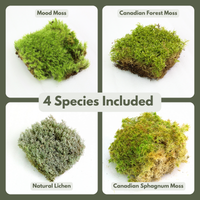 REVITA-MOSS MIXED PACK