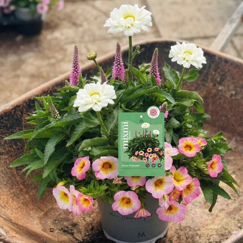 MIXMI EXCLUSIVITE BOTANIX ROSE FLAMANT