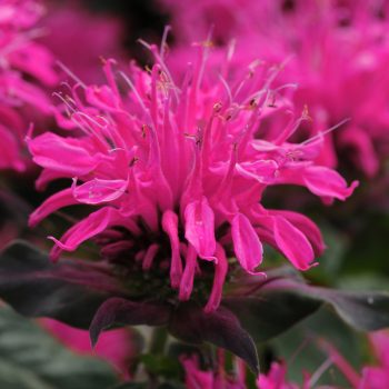 MONARDA - BALMY ROSE