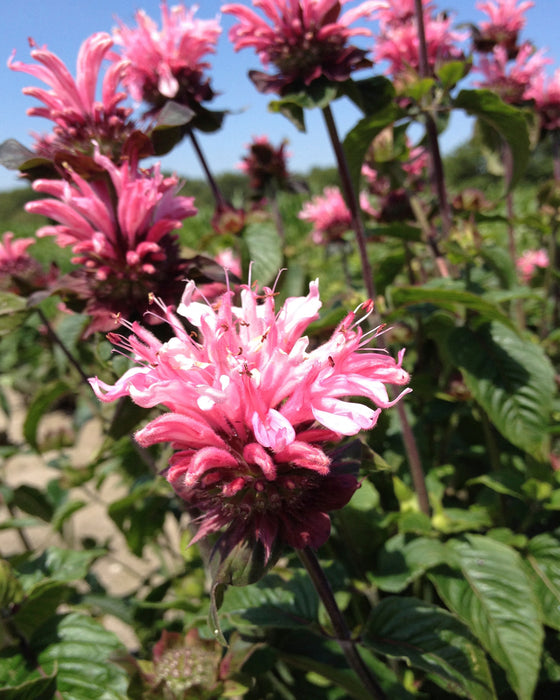 MONARDA BEE YOU - BEE LIEVE