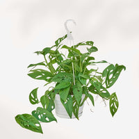 MONSTERA - ADANSONII