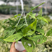 MONSTERA - ADANSONII