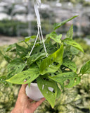 MONSTERA - ADANSONII