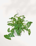 MONSTERA - ADANSONII