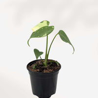 MONSTERA - THAI CONSTELLATION