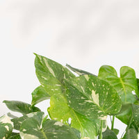 MONSTERA - THAI CONSTELLATION