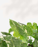 MONSTERA - THAI CONSTELLATION