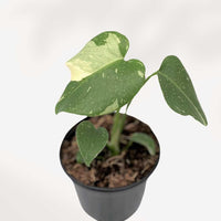 MONSTERA - THAI CONSTELLATION