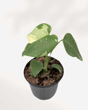 MONSTERA - THAI CONSTELLATION