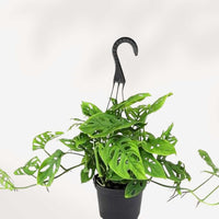 MONSTERA - ADANSONII