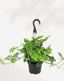 MONSTERA - ADANSONII