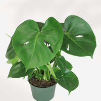 MONSTERA DELICIOSA