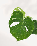 MONSTERA - THAI CONSTELLATION