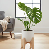 MONSTERA - THAI CONSTELLATION