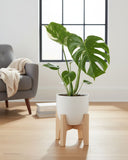 MONSTERA - THAI CONSTELLATION