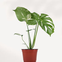 MONSTERA - THAI CONSTELLATION