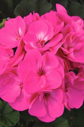 PELARGONIUM MOONLIGHT - LAVENDER TYPHOON
