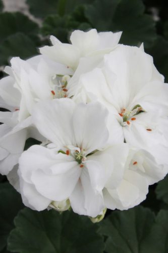 PELARGONIUM MOONLIGHT - WHITE SAILING