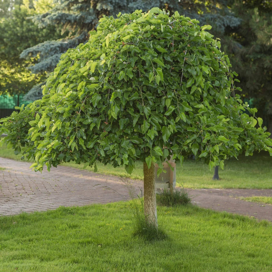 MORUS ALBA - PENDULA