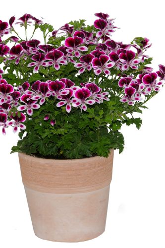 PELARGONIUM MOSQUITAWAY - EVA
