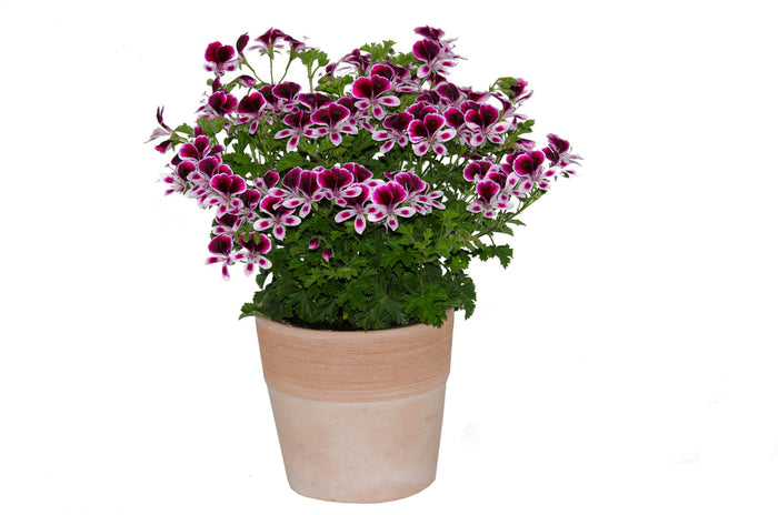 GERANIUM MOSQUITAWAY - EVA