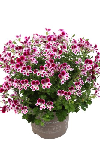 PELARGONIUM MOQUITAWAY - NOVA