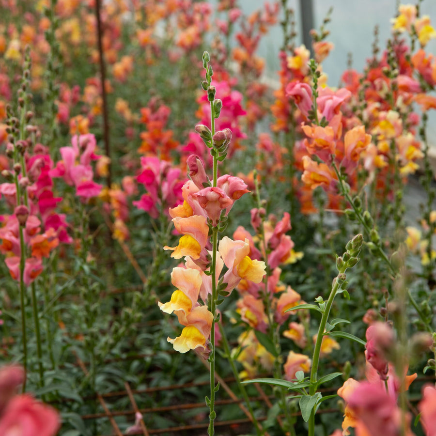ORGANIC SEEDS: SNAPDRAGON ORANGE WONDER