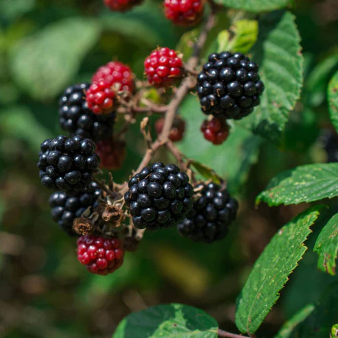 RUBUS FRUTICOSUS HARDY BLACK