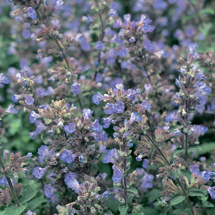 NEPETA X FAASSENII - PURRSIAN BLUE