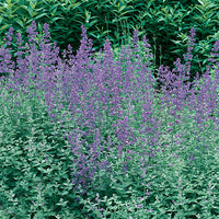 NEPETA X FAASSENII - WALKER'S LOW